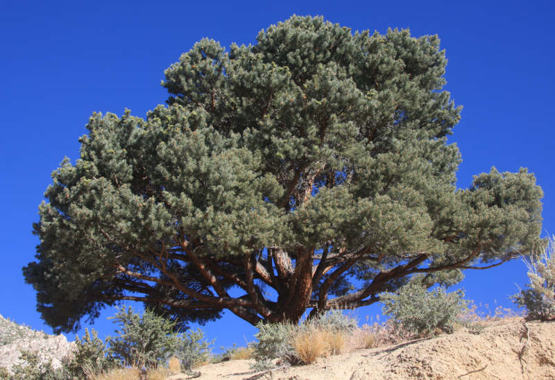 Pinyon pine- Wikipedia Commons