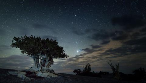 Bristlecone night sky- NPS
